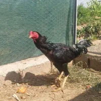 خروس لاری