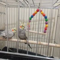 پرنده