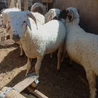 بره نر چاق