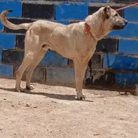 سگ سرابی