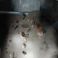 مرغ با جوجه