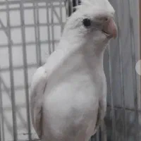 البینو چشم قرمز