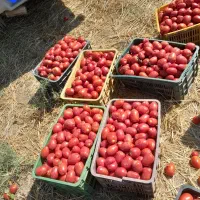 گوجه ربی