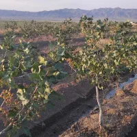 باغ پسته|فروش دفتر صنعتی، کشاورزی، تجاری|طاغنکوه, |دیوار