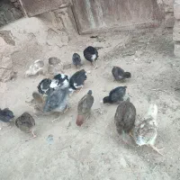 جوجه زیرمرغی