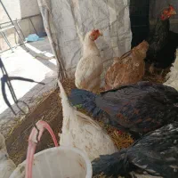 مرغ گلین پنگوئنی لاری و لهستانی و لگهورن
