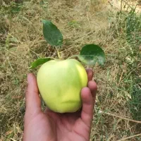 سیب درجه یک باغ