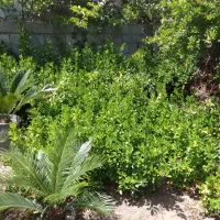 فروش گل|گل و گیاه طبیعی|کلاچای, |دیوار