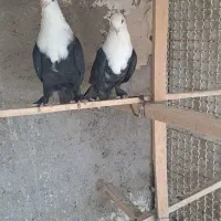 کبوتر کلسقید