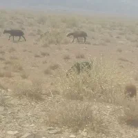 میش با بره جوان بره هایه بزرگ