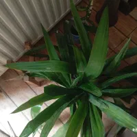 یوکا بی تنه پر و سبز سطل بزرگ قیمت 230