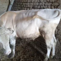 گوساله‌نرسیمنتال