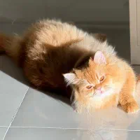 گربه نر برای جفتگیری