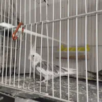 پرنده|پرنده|مشهد, نوده|دیوار