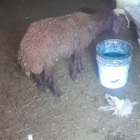 بره نر کاور