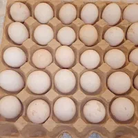 تخم مرغ نطفه دار