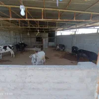 گاو قربانی
