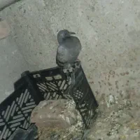کبوتر شامی