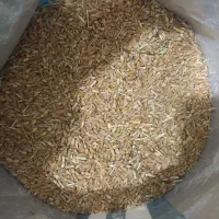گندم  طلای پاک شده