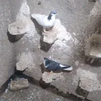 پرنده