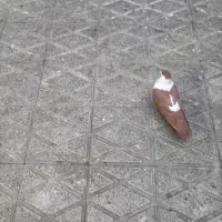 فروش کفتر