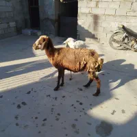گوسفند ۴۰ کیلویی واسه سربریدن ۱۲ملیون‌