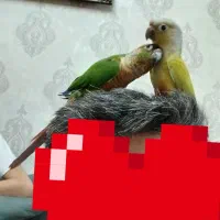 گرینچیک  گرین چیک
