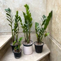 اسپاتی|گل و گیاه طبیعی|نیشابور, شهید بهشتی|دیوار