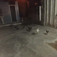 مرغ با بارنهاش