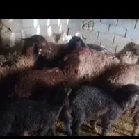 میش بره درشت