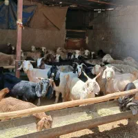 بز داشتی رو مایه و کهره دار دوقلو زا