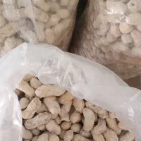 بادوم زمینی تازه