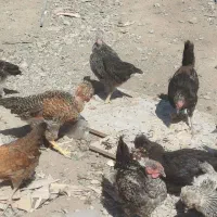 4تا مرغ رسمی تخم گذار و 12نیمچه زیر مرغی