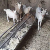 فروش دوراس سانن زایید