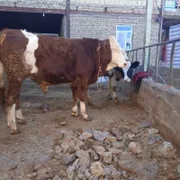 گوشت گوسفندی و گوساله