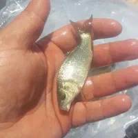 ماهی کپور با ضریب رشد دوبرابر