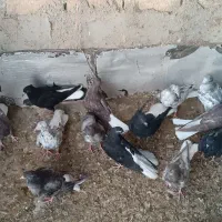 دمسفید جوجه مایدم