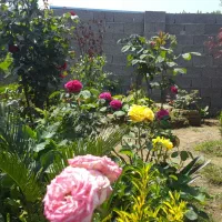 زمین سه بر آتشگاه