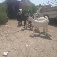 بز نجدی اصل