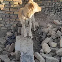 سگ نگهبان  آگهی رو خوب بخوانید