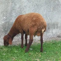 گوسفند زنده بره نر قربانی