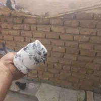 کفتر پرشی