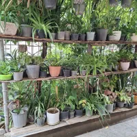 گل وگیاه|گل و گیاه طبیعی|مسجد سلیمان, |دیوار
