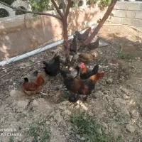 مرغ و خروس