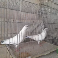 کبوتر پرشی