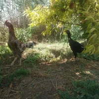 مرغ و خروس