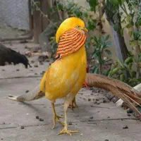 مرغ و خروس زینتی