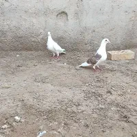 نرماده دوکت