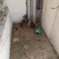 سه عدد جوجه