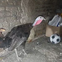 بوقلمون